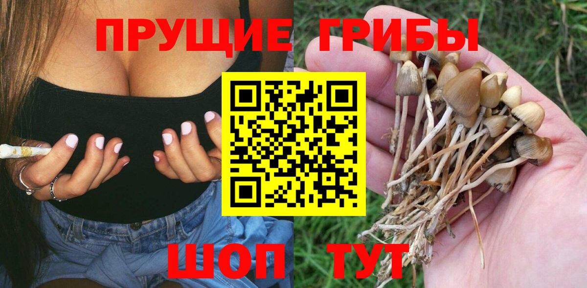 Псилоцибиновые грибы Psilocybe Воркута
